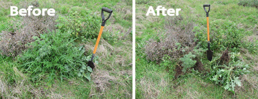 before and after of thistle removal 